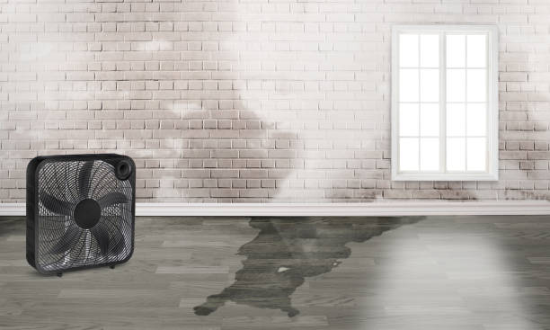 Best Local water damage restoration  in Bayou Cane, LA